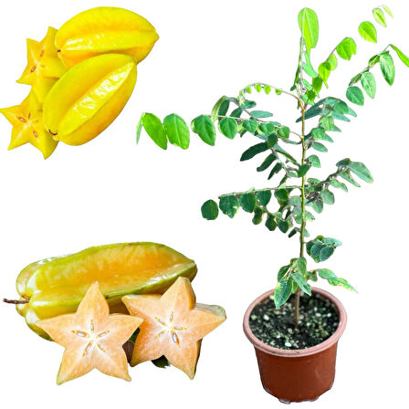 Carambola (Yıldız Meyvesi) Star Fruit Fidanı