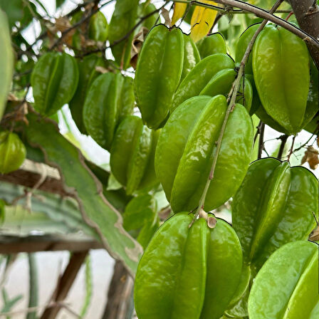 Carambola (Yıldız Meyvesi) Star Fruit Fidanı