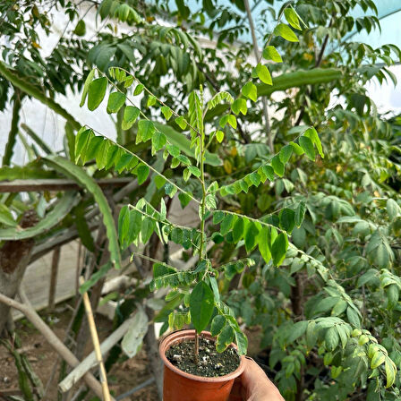 Carambola (Yıldız Meyvesi) Star Fruit Fidanı