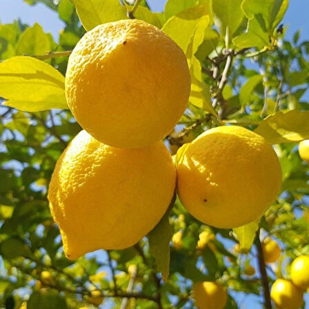 Tüplü Yarı Bodur Soğuklara Dayanıklı (Karasal İklime Uygun) Yediveren Limon Fidanı 