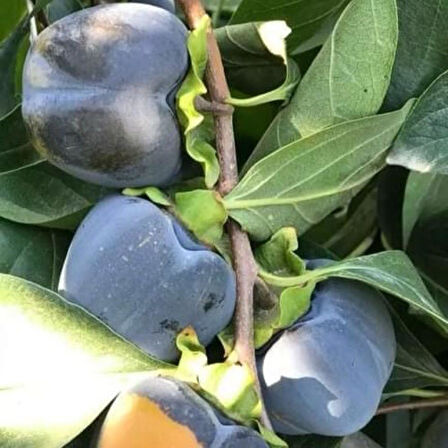 Özel Tür Tüplü ve Aşılı Black (Siyah) Trabzon Hurma Fidanı (Diospyros Kaki L.)