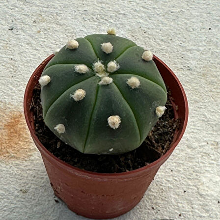 5.5 lik Saksıda Echinopsis Subdenudata (Paskalya Zambağı) Kaktüsü 