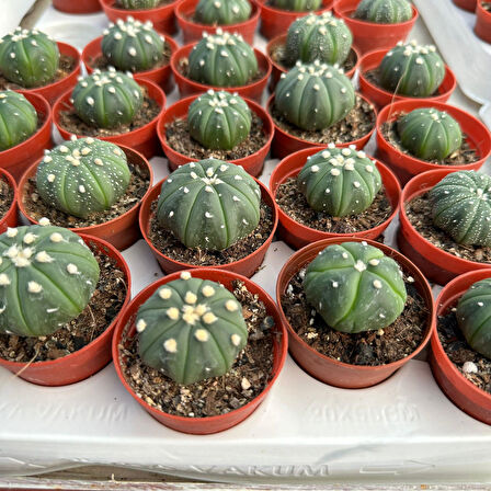 5.5 lik Saksıda Echinopsis Subdenudata (Paskalya Zambağı) Kaktüsü 