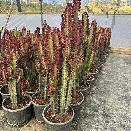 Büyük Boy Bol Dallı Euphorbia Trigona Red- Afrika Kırmızı Süt Ağacı