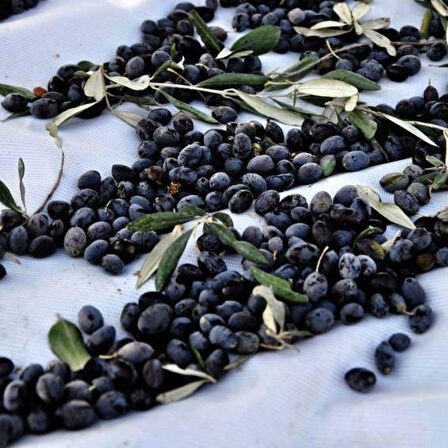 Tüplü Sınırlı Üretim Cezayir Menşei – Sigoise Zeytini Fidanı