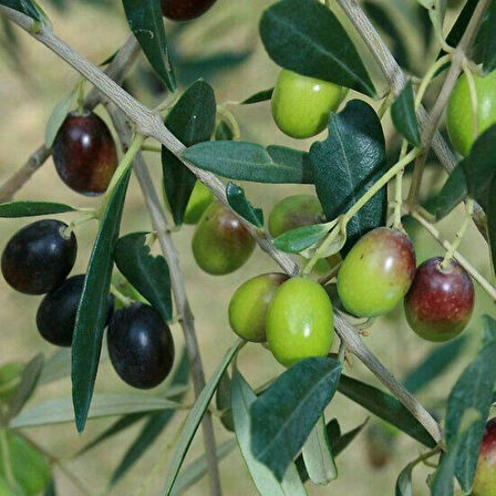 Tüplü İthal Sofralık ve Sıkımlık Yeni Zelanda Menşei- Leccino Zeytini Fidanı