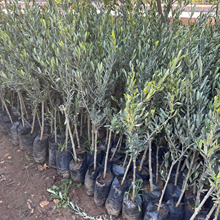 Özel Üretim Tüplü Geleneksel Lübnan – Souri Zeytini Fidanı