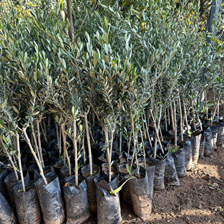 Sınırlı Stok Tüplü Sırbistan - Picholine Zeytini Fidanı