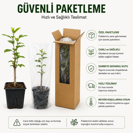 Oya Ağacı Fidesi (Lagerstroemia Indica) – Saksılı Canlı Fide, 25-40 cm, Güçlü Kök Yapısı