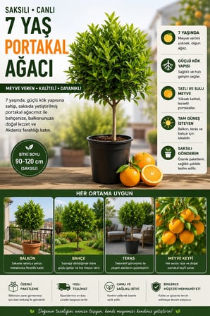 Meyve Vermeye Hazır 7 Yaş Portakal Ağacı | Saksılı Canlı Bitki | 90-120 cm
