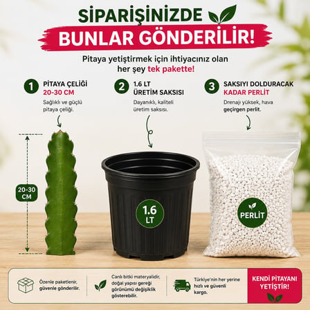 Pitaya Ejder Meyvesi Köklendirme Seti 20-30 cm Çelik + Saksı + Perlit
