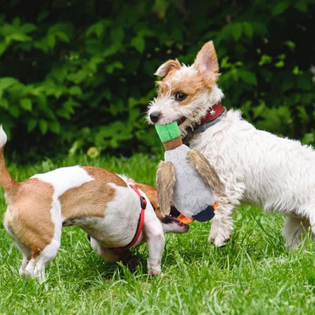 Busstier Peluş Sesli Ördek Evcil Hayvan Oyuncağı - Köpekler İçin Sesli ve Dayanıklı Peluş Ördek Oyuncak