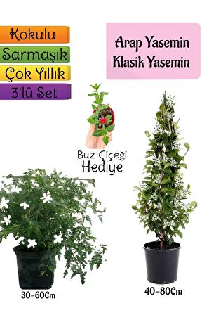 Kokulu Arap Yasemini+KlasikYasemin+Buz Çiçeği Hediyeli 3'lü Bahçe Seti