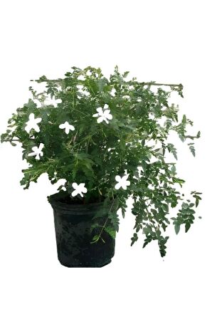 Kokulu Arap Yasemini+KlasikYasemin+Buz Çiçeği Hediyeli 3'lü Bahçe Seti