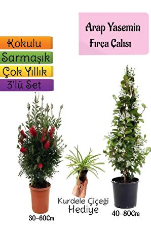 Kokulu Arap Yasemini+Kırmızı Fırça Çalısı+Kurdele Çiçeği Hediyeli 3'lü Bahçe Seti