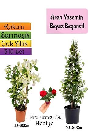 Kokulu Arap Yasemini+Beyaz Begonvil+Mini Gül Hediyeli 3'lü Bahçe Seti