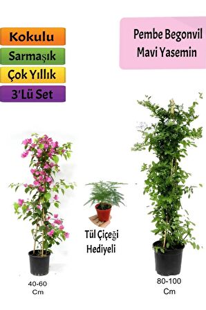 Mavi Yasemin+ Pembe Begonvil+Tül Hediyeli