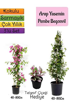 Kokulu Arap Yasemini+Pembe Begonvil+Telgraf Çiçeği Hediyeli 3'lü Bahçe Seti