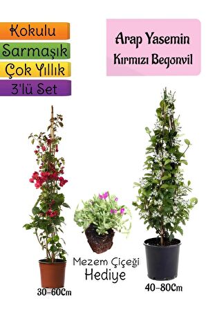 Mis Kokulu Arap Yasemini+Kırmzı Begonvil+Mezem Çiçeği Hediyeli 3'lü Bahçe Seti