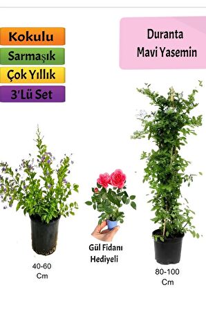 Mavi Yasemin+ Duranta+ Pembe Gül Fidanı