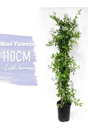 Mavi Yasemin+ Duranta+ Pembe Gül Fidanı