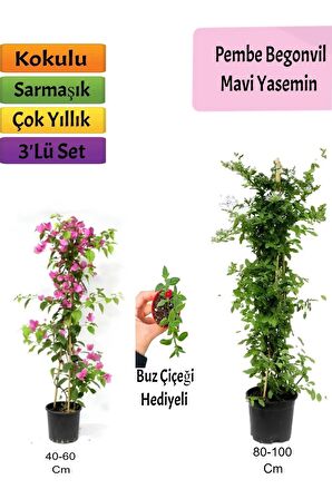 Mavi Yasemin+ Pembe Begonvil+ Buz Hediyeli