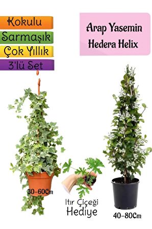 Kokulu Arap Yasemini+Hedera Helix Sarmaşık+Itır Çiçeği Hediyeli 3'lü Bahçe Seti