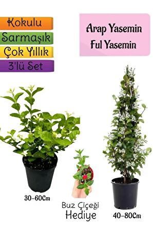 Kokulu Arap Yasemini+Ful Yasemin+Buz Çiçeği Hediyeli 3'lü Bahçe Seti