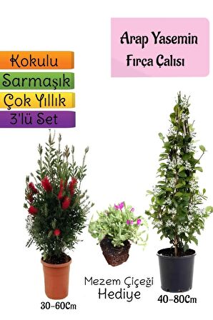 Kokulu Arap Yasemini+Kırmızı Fırça Çalısı+Mezem Çiçeği Hediyeli 3'lü Bahçe Seti