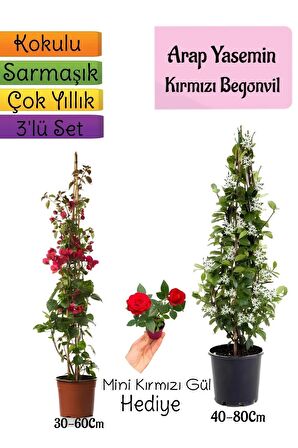 Mis Kokulu Arap Yasemini+Kırmzı Begonvil+Mini Gül Hediyeli 3'lü Bahçe Seti