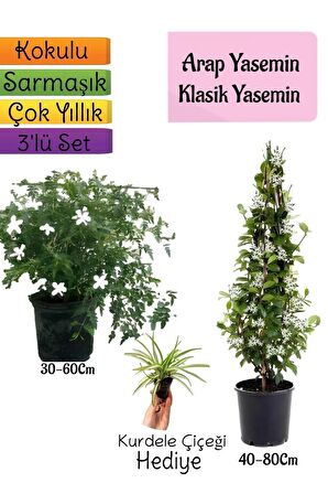 Kokulu Arap Yasemini+KlasikYasemin+Kurdele Çiçeği Hediyeli 3'lü Bahçe Seti