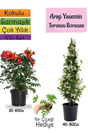 Kokulu Arap Yasemini+Turuncu Acem Borusu Çiçeği+Itır Çiçeği Hediyeli 3'lü Bahçe Seti
