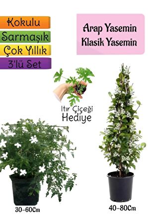 Kokulu Arap Yasemini+KlasikYasemin+Itır Çiçeği Hediyeli 3'lü Bahçe Seti