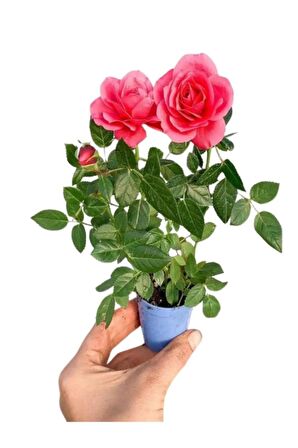 Mavi Yasemin+ Kırmızı Oya Ağacı + Pembe Mini Gül Hediyeli