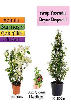 Kokulu Arap Yasemini+Beyaz Begonvil+Buz Çiçeği Hediyeli 3'lü Bahçe Seti