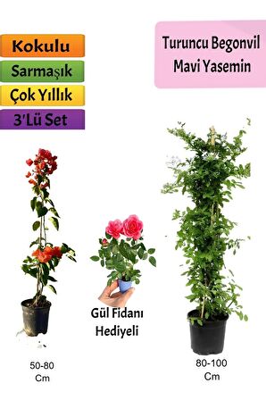 Mavi Yasemin+ Turuncu Begonvil+ Pembe Gül Hediyeli