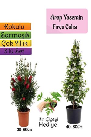 Kokulu Arap Yasemini+Kırmızı Fırça Çalısı+Itır Çiçeği Hediyeli 3'lü Bahçe Seti