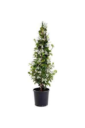 Kokulu Arap Yasemini+Kırmızı Fırça Çalısı+Itır Çiçeği Hediyeli 3'lü Bahçe Seti