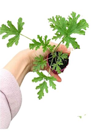Kokulu Arap Yasemini+Kırmızı Fırça Çalısı+Itır Çiçeği Hediyeli 3'lü Bahçe Seti