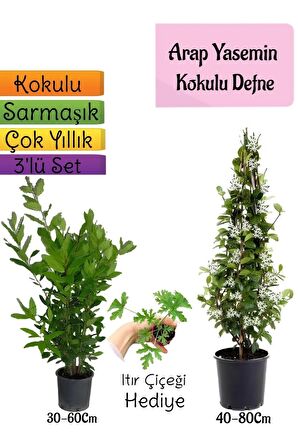 Kokulu Arap Yasemini+Defne Çalısı+Itır Çiçeği Hediyeli 3'lü Bahçe Seti