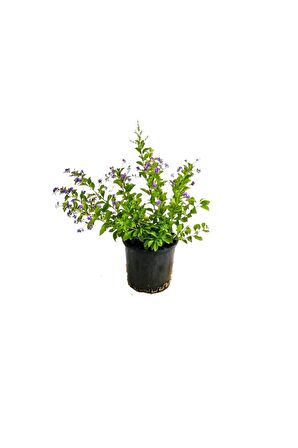 Mavi Yasemin+ Duranta+ Telgraf Çiçeği Fidanı