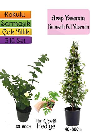 Kokulu Arap Yasemini+Katmerli Ful Yasemin+Itır Çiçeği Hediyeli 3'lü Bahçe Seti