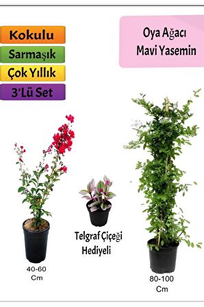 Mavi Yasemin+ Kırmızı Oya Ağacı + Telgraf Hediyeli