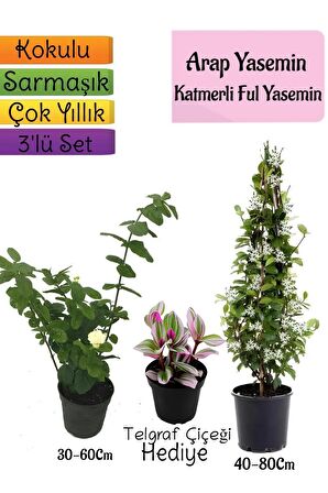 Kokulu Arap Yasemini+Katmerli Ful Yasemin+ Çiçeği Hediyeli 3'lü Bahçe Seti