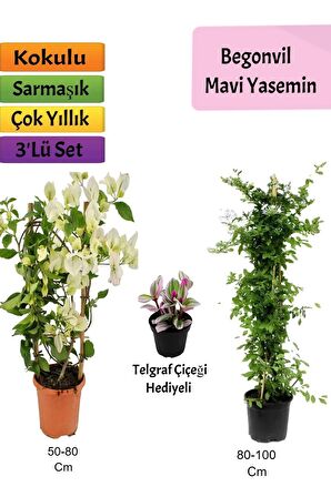 Mavi Yasemin+ Beyaz Begonvil+ Telgraf Çiçeği Hediyeli