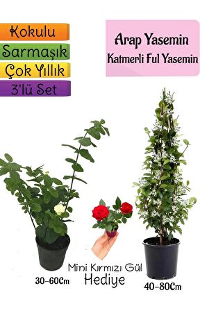 Kokulu Arap Yasemini+Katmerli Ful Yasemin+Mini Gül Hediyeli 3'lü Bahçe Seti