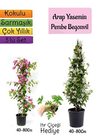 Kokulu Arap Yasemini+Pembe Begonvil+Itır Çiçeği Hediyeli 3'lü Bahçe Seti