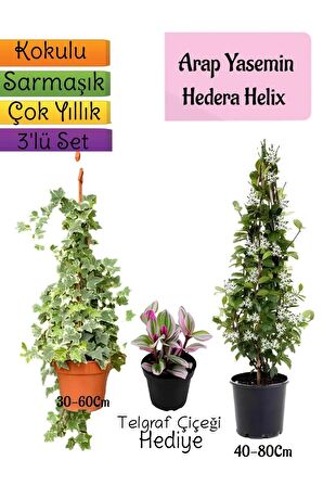 Kokulu Arap Yasemini+Hedera Helix Sarmaşık+Telgraf Çiçeği Hediyeli 3'lü Bahçe Seti