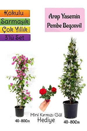 Kokulu Arap Yasemini+Pembe Begonvil+Mini Gül Hediyeli 3'lü Bahçe Seti