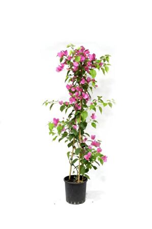 Kokulu Arap Yasemini+Pembe Begonvil+Mini Gül Hediyeli 3'lü Bahçe Seti